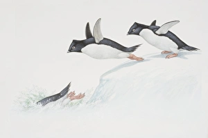 Adelie Penguin (Pygoscelis adelia), illustration of three penguim diving from ice into Adelie Penguin (Pygoscelis adelia), illustration of three penguim diving from ice into