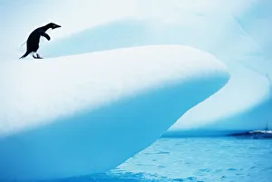 Adelie Penguin (Pygoscelis adeliae) standing on iceberg Adelie Penguin (Pygoscelis adeliae) standing on iceberg