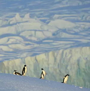 Adelie Penguin Gallery: Adelie penguins on iceberg, Antarctic Peninsula