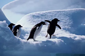 <b class=qtipBold><figcaption>Adelie penguins (Pygoscelis adeliae)</figcaption></b><br><em>© This content is subject to copyright.</em> Adelie penguins (Pygoscelis adeliae)