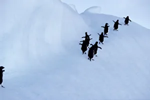 Adelie penguins (Pygoscelis adeliae), rear view Adelie penguins (Pygoscelis adeliae), rear view