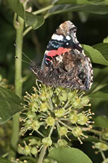 Admiral Butterfly -Vanessa atalanta- sucking nectar from Ivy, Untergroeningen Admiral Butterfly -Vanessa atalanta- sucking nectar from Ivy, Untergroeningen