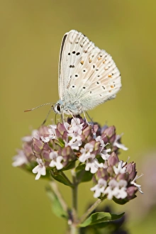 Adonis Blue -Polyommatus bellargus, Lysandra bellargus- on a Wild Marjoram or Oregano Adonis Blue -Polyommatus bellargus, Lysandra bellargus- on a Wild Marjoram or Oregano