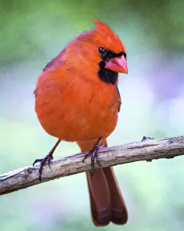 Adorable Close Up of Northern Cardinal Looking at Camera Adorable Close Up of Northern Cardinal Looking at Camera