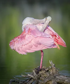 Adorable Roseate Spoonbill Preening Against Green Water at Fort Myers Beach, Florida Adorable Roseate Spoonbill Preening Against Green Water at Fort Myers Beach, Florida