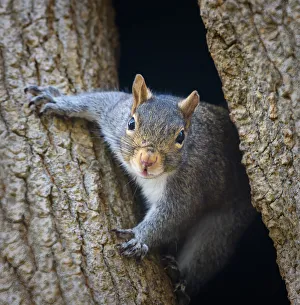 Adorable Squirrel Popping Out to Say Hello in Pennsylvania Adorable Squirrel Popping Out to Say Hello in Pennsylvania