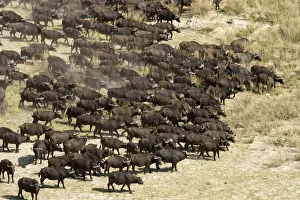 Adult Animal, African Animal, Animal Behavior, Animal Themes, Animal life, Animals In The Wild Adult Animal, African Animal, Animal Behavior, Animal Themes, Animal life, Animals In The Wild