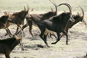Adult Animal, Animal Behavior, Animal Themes, Animal life, Animals In The Wild, Antelope Adult Animal, Animal Behavior, Animal Themes, Animal life, Animals In The Wild, Antelope
