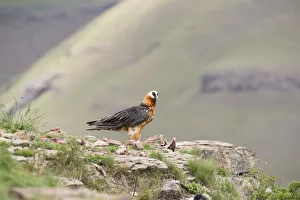 Adult bearded vulture landing on a rock ledge where bones are available - Giants Castle Adult bearded vulture landing on a rock ledge where bones are available - Giants Castle
