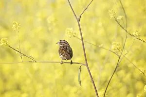 <b class=qtipBold><figcaption>Adult California Coast Song Sparrow</figcaption></b><br>Male Song Sparrow enjoys springtime while perched within the yellow wild mustard flowers at Bolsa Chica Ecological Reserve<br><em>© 2013 Susan Gary</em> Adult California Coast Song Sparrow