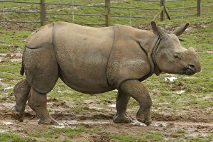 Indian Rhinoceros Gallery: Adult Indian rhinoceros (Rhinoceros unicornis)