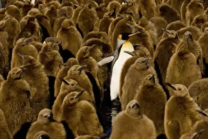 King Penguin Gallery: One adult King Penguin (Aptenodytes patagonicus) amongst colony of chicks. Gold Harbor