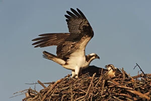 Images Dated 27th June 2014: Adult osprey and young