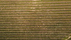Aerial photo over the bright green vineyards of the Slanghoek valley near Worcester in Aerial photo over the bright green vineyards of the Slanghoek valley near Worcester in