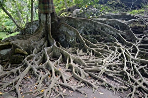 Aerial roots of a ficus tree, Bali, Indonesia Aerial roots of a ficus tree, Bali, Indonesia
