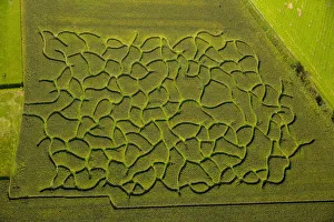 Aerial view, maze in a maize field near Bad Sassendorf, North Rhine-Westphalia, Germany Aerial view, maze in a maize field near Bad Sassendorf, North Rhine-Westphalia, Germany