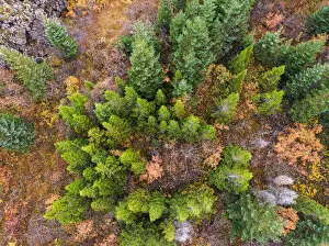 Aerial Views Gallery: Aerial view of Pine Trees in the Autumn