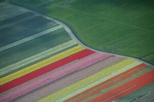 Aerial view of tulip fields in the Netherlands