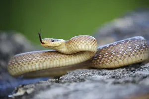 Aesculapian Snake -Zamenis longissimus-, darting its tongue, on stone, lambent, Pleven region, Bulgaria Aesculapian Snake -Zamenis longissimus-, darting its tongue, on stone, lambent, Pleven region, Bulgaria
