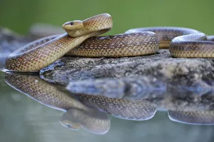 Aesculapian Snake -Zamenis longissimus- at waters edge, reflection, Pleven region Aesculapian Snake -Zamenis longissimus- at waters edge, reflection, Pleven region