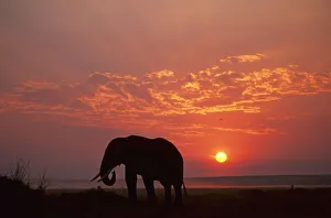 Africa, African Elephant, Animal Themes, Animals In The Wild, Beauty In Nature, Cloud Africa, African Elephant, Animal Themes, Animals In The Wild, Beauty In Nature, Cloud