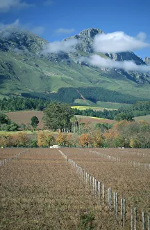 Africa, Autumn, Boland, Cape Winelands, Color Image, Day, District, Fence, Field Africa, Autumn, Boland, Cape Winelands, Color Image, Day, District, Fence, Field