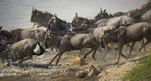 <b class=qtipBold><figcaption>Africa rush gour</figcaption></b><br>A herd of wildebeest rush into the Mara River during the annual Great Migration from Tanzania to Kenya. Taken in Serengeti National Park, Tanzania.<br><em>© 2014 Chase Dekker Wild-Life Images</em> Africa rush gour