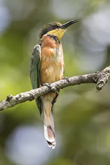 african, aves, bee eater, exterior views, natural environment, perch, wildlife african, aves, bee eater, exterior views, natural environment, perch, wildlife