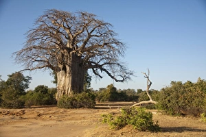 African Baobab -Adansonia digitata- in bushland, Lower Zambezi, Zambia African Baobab -Adansonia digitata- in bushland, Lower Zambezi, Zambia
