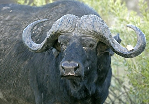 African buffalo, affalo or cape buffalo -Syncerus caffer-, Okavango Delta, Botswana African buffalo, affalo or cape buffalo -Syncerus caffer-, Okavango Delta, Botswana