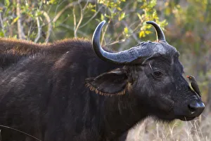 African Buffalo or Cape Buffalo -Syncerus caffer- with a Red-billed Oxpecker -Buphagus African Buffalo or Cape Buffalo -Syncerus caffer- with a Red-billed Oxpecker -Buphagus