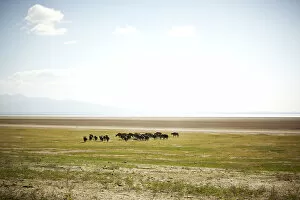Lake Manyara Collection: African Buffalo or Cape Buffalo -Syncerus caffer-, Lake Manyara National Park, Tanzania, Africa