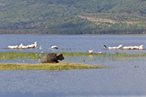 African Buffalo -Syncerus caffer- and White Pelicans -Pelecanus onocrotalus-, Lake African Buffalo -Syncerus caffer- and White Pelicans -Pelecanus onocrotalus-, Lake