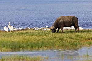 African Buffalo -Syncerus caffer- and White Pelicans -Pelecanus onocrotalus-, Lake African Buffalo -Syncerus caffer- and White Pelicans -Pelecanus onocrotalus-, Lake