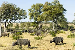 African Buffaloes or Cape Buffaloes -Syncerus caffer-, herd, Kruger National Park African Buffaloes or Cape Buffaloes -Syncerus caffer-, herd, Kruger National Park
