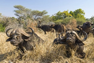 African Buffaloes or Cape Buffalose -Syncerus caffer- herd in the dry grass, Kruger National Park, South Africa African Buffaloes or Cape Buffalose -Syncerus caffer- herd in the dry grass, Kruger National Park, South Africa