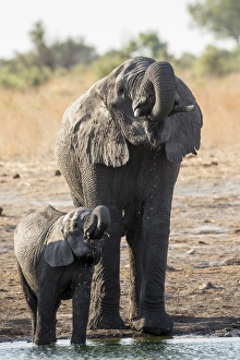 African Bush Elephant -Loxodonta africana- with a calf, Khaudum National Park, Namibia African Bush Elephant -Loxodonta africana- with a calf, Khaudum National Park, Namibia