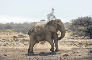 African Bush Elephant -Loxodonta africana- taking a dust bath, Koinachas waterhole, Etosha National Park, Namibia