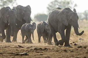 African Bush Elephants -Loxodonta africana-, Khaudum National Park, Namibia, Africa African Bush Elephants -Loxodonta africana-, Khaudum National Park, Namibia, Africa