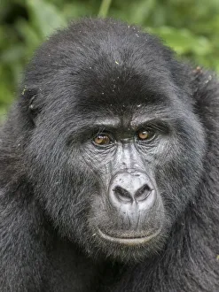 african, bwindi impenetrable national park, cropped, detail, eastern gorillas, endangered animal african, bwindi impenetrable national park, cropped, detail, eastern gorillas, endangered animal