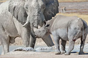 African elephant bull -Loxodonta africana- and Black rhinoceros -Diceros bicornis- , face to face, at waterhole African elephant bull -Loxodonta africana- and Black rhinoceros -Diceros bicornis- , face to face, at waterhole