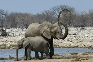 African elephant, Etosha National Park, Namibia African elephant, Etosha National Park, Namibia