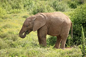African Elephant -Loxodonta africana-, young feeding, foraging, Addo Elephant National Park, Eastern Cape, South Africa African Elephant -Loxodonta africana-, young feeding, foraging, Addo Elephant National Park, Eastern Cape, South Africa