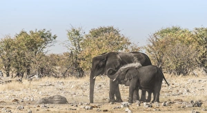 African Elephant -Loxodonta africana- adult with calf taking a dust bath, Rietfontein waterhole African Elephant -Loxodonta africana- adult with calf taking a dust bath, Rietfontein waterhole