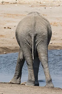 African Elephant -Loxodonta africana- at the Chudop waterhole, Etosha National Park, Namibia African Elephant -Loxodonta africana- at the Chudop waterhole, Etosha National Park, Namibia