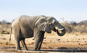 African Elephant -Loxodonta africana- drinking at water hole, Etosha National Park African Elephant -Loxodonta africana- drinking at water hole, Etosha National Park