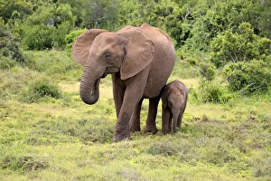 African elephant -Loxodonta africana- foraging mother with young, Addo Elephant National Park, Eastern Cape African elephant -Loxodonta africana- foraging mother with young, Addo Elephant National Park, Eastern Cape