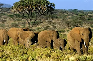 African Elephant (Loxodonta africana), Samburu, Kenya