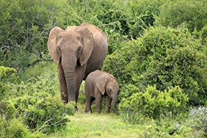 African elephant -Loxodonta africana- mother with young, Addo Elephant National Park, Eastern Cape, South Africa African elephant -Loxodonta africana- mother with young, Addo Elephant National Park, Eastern Cape, South Africa