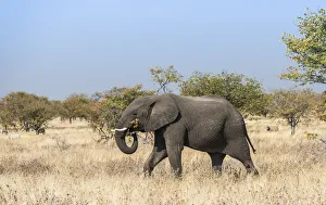 African Elephant -Loxodonta africana- moving through dry bushland,, Etosha National Park African Elephant -Loxodonta africana- moving through dry bushland,, Etosha National Park